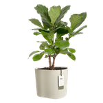 eden 35cm linen white